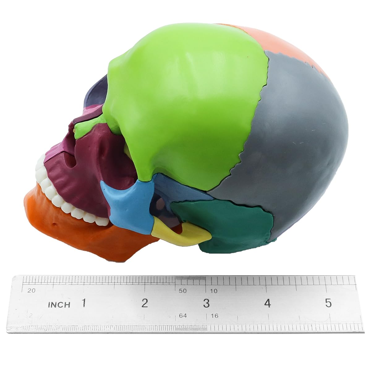 Modello di Teschio Umano Colorato Rimovibile, Modello di Cranio Scheletro a Grandezza Naturale Include 15 Pezzi, Modello di Anatomia del Cranio Medico per Apprendimento
