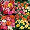 Seed Needs Thumbelina Zinnia Seeds for Planting - Heirloom & Open Pollinated Annual Dwarf Cut Flowers - Grow a Butterfly Garden to Attract Pollinators (1 Pack)