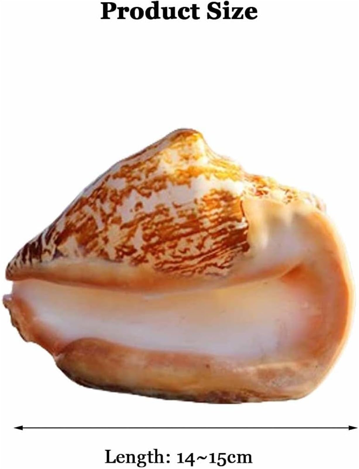 Muscheln, Strandmuscheln, natürliche Muschelschale, große, Heimdekoration, 12–16 cm(15~16cm)