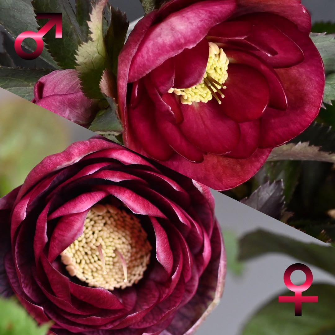 グロッシーカラー⭐︎レッド（小輪カップ咲き）☆クリスマスローズ苗