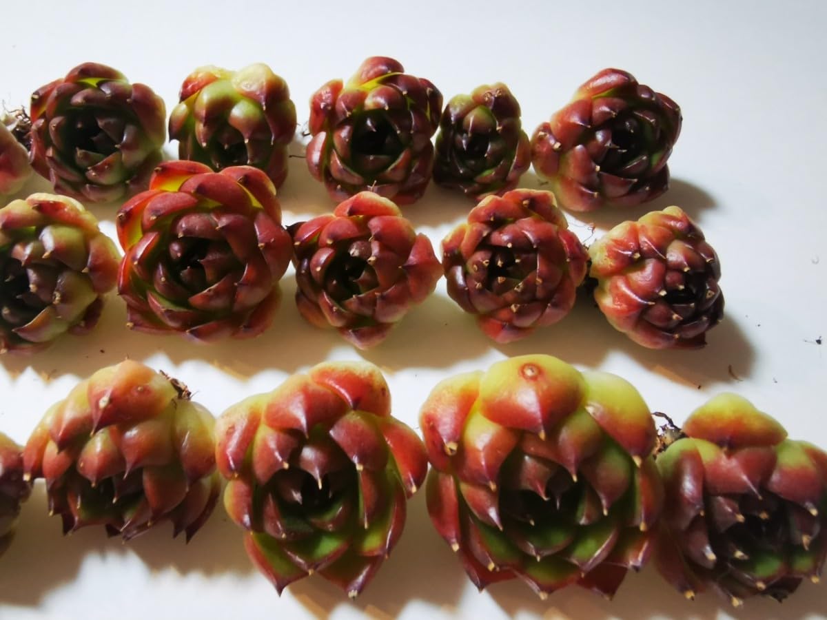 Amazon.co.jp: まとめ売り ムーンストーン23頭 2799円 単頭双頭