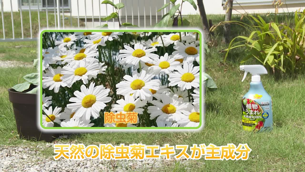 Amazon.co.jp: 住友化学園芸 殺虫剤 パイベニカVスプレー 420ml