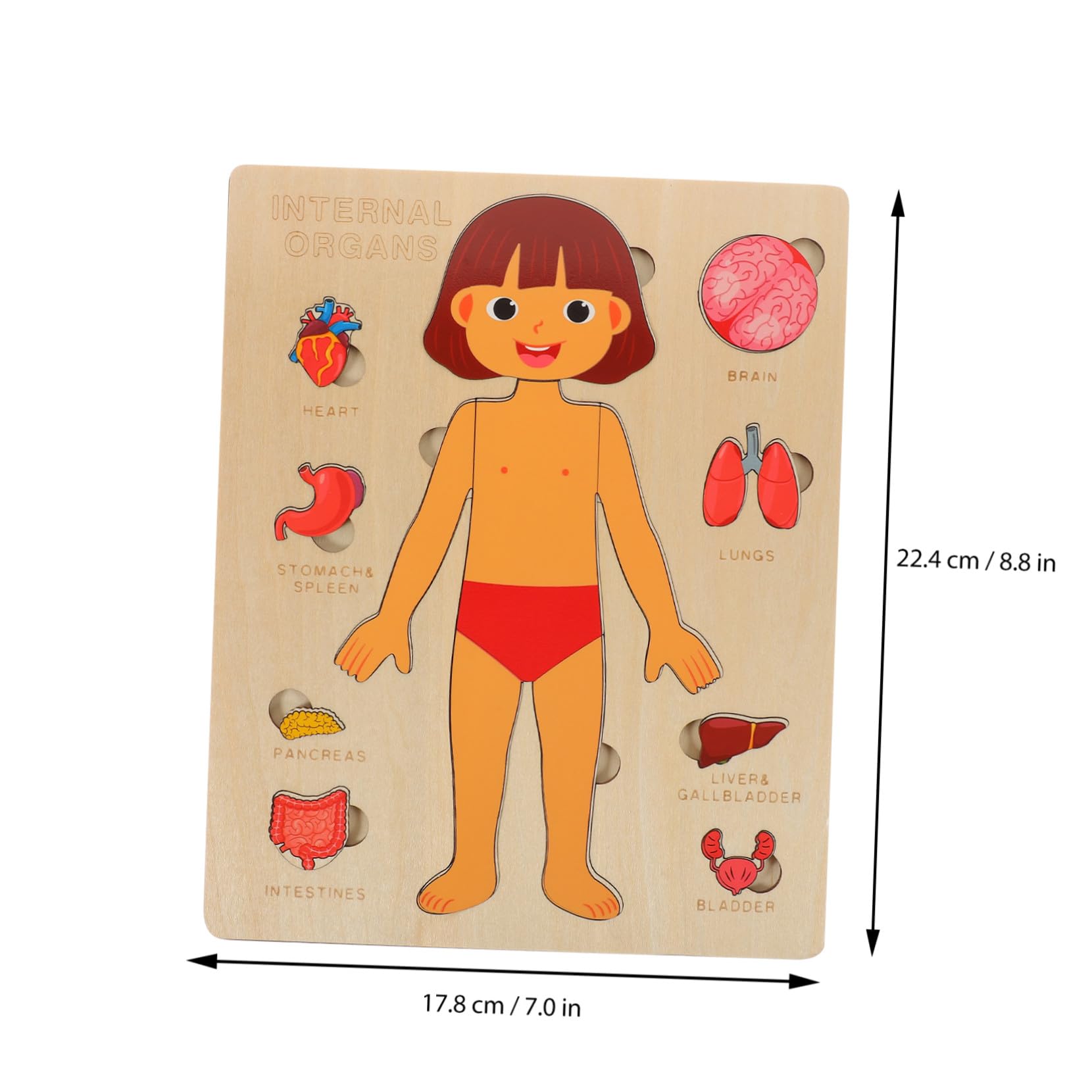 Puzzle Anatomia Umana in Legno per Gioco Educativo Organi del Corpo Didattico per Ragazzo e Aiuto Insegnamento Scuola Sviluppo Coordinazione e Memoria