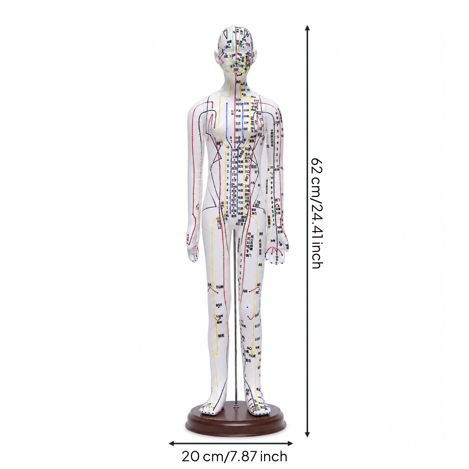 Modello di Meridiani e Agopunti Preciso Modello di Agopuntura Maschile Chiaro Manichino da Agopuntura con Base per Insegnanti , Bianco , 62 Cm