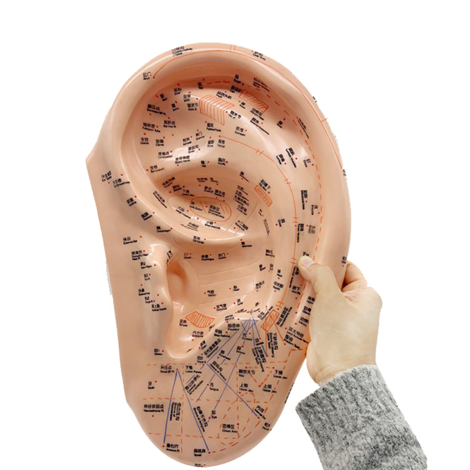 Yrqmgsf 40Cm Ear Massage Acupuncture Acupoint Model Massage Acupuncture Ear Points Learning Pressing Model For Ear Acupuncture Point Study Teaching,,S