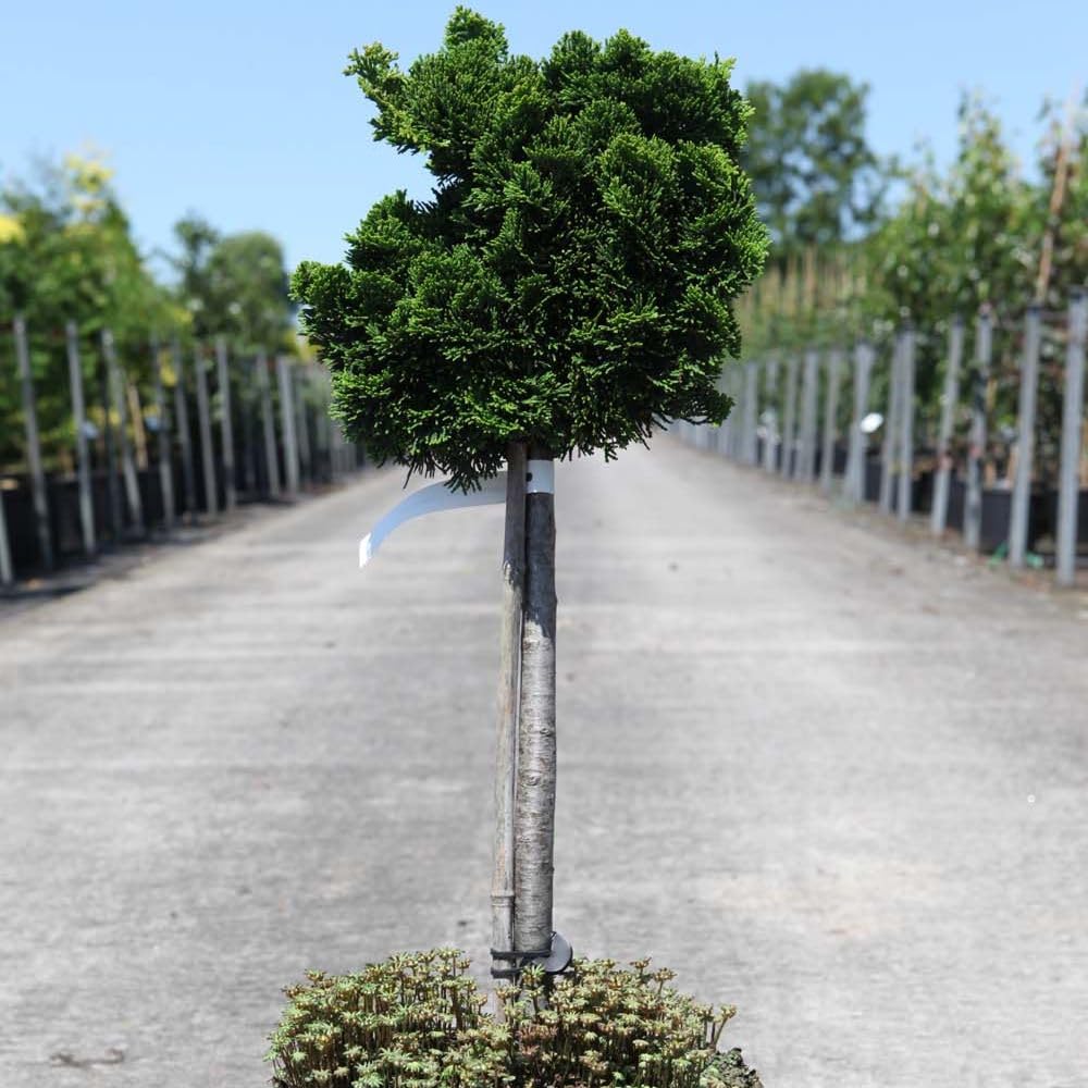 Dwarf Conifer Hinoki False Cypress Chamaecyparis obtusa 'Nana Gracilis' Slow Growing Compact Evergreen Hardy Tree Easy to Grow Your Own Trees 2-Litre Potted Plants by Thompson and Morgan (1)