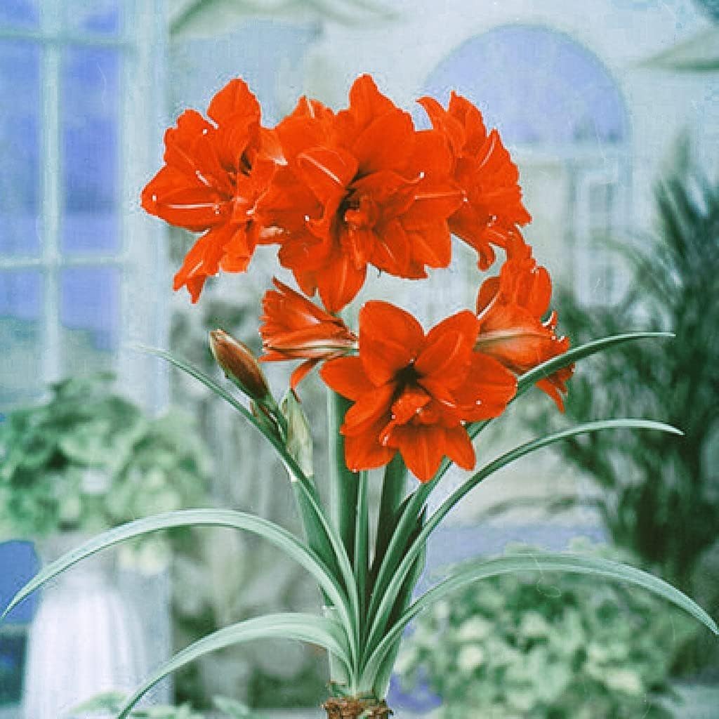 Amaryllis Lily Double Red Fragrant Summer Flowering Bulbs, Imported Variety Pack of 4 Flower Bulbs, Grow Beautiful Flowers in Your Home & Garden, FLORA SEEDS