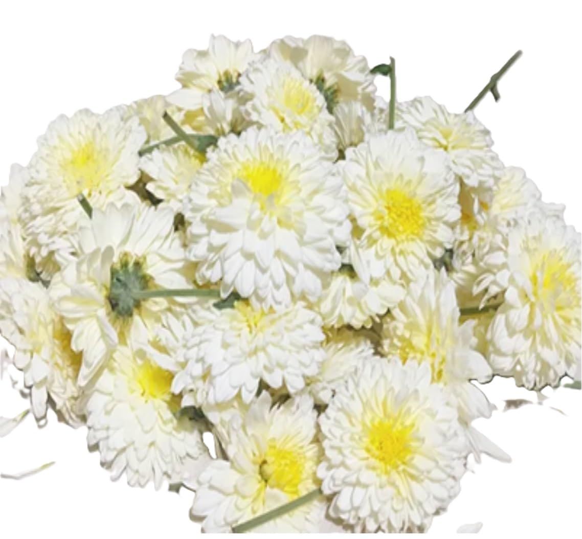 Fresh Chrysanthemum/Shevanti Flower White, 100 g image 2
