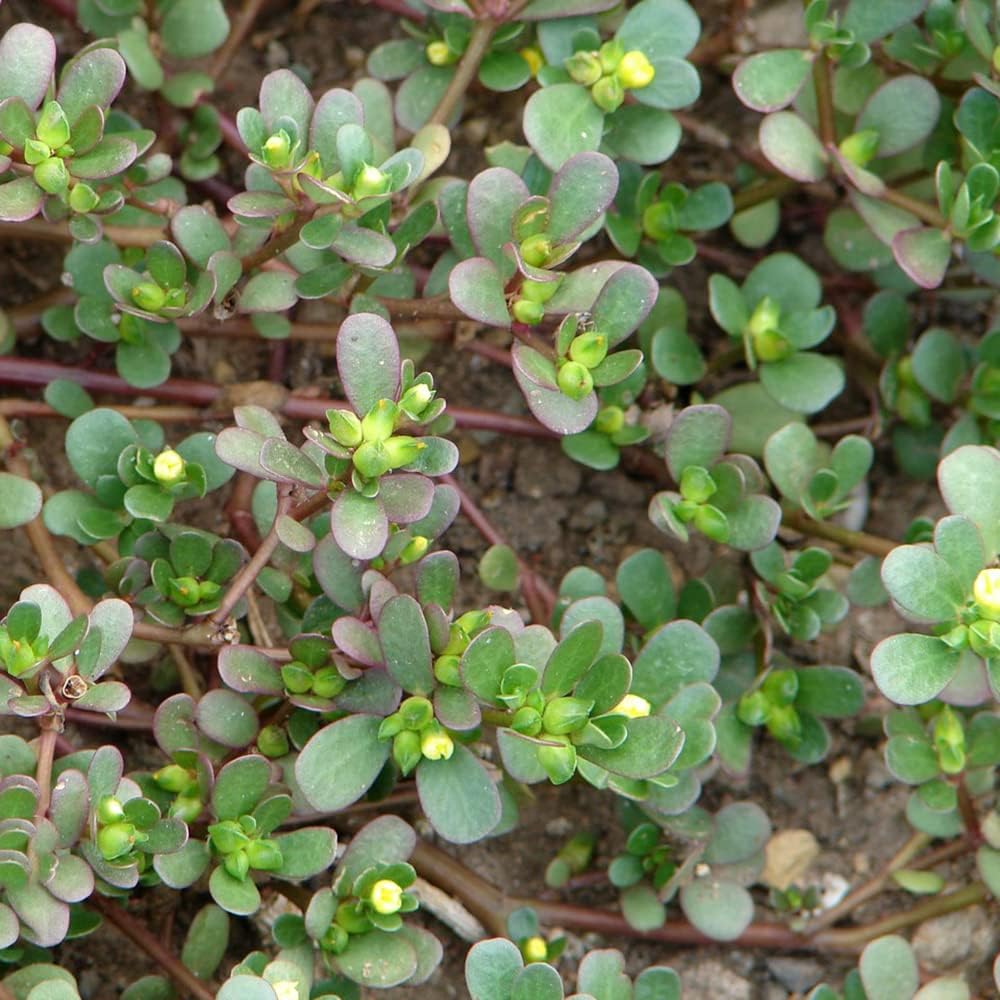 Portulak Samen GemüSe Balkon KräUtergarten KräUtersamen Winterportulak ...