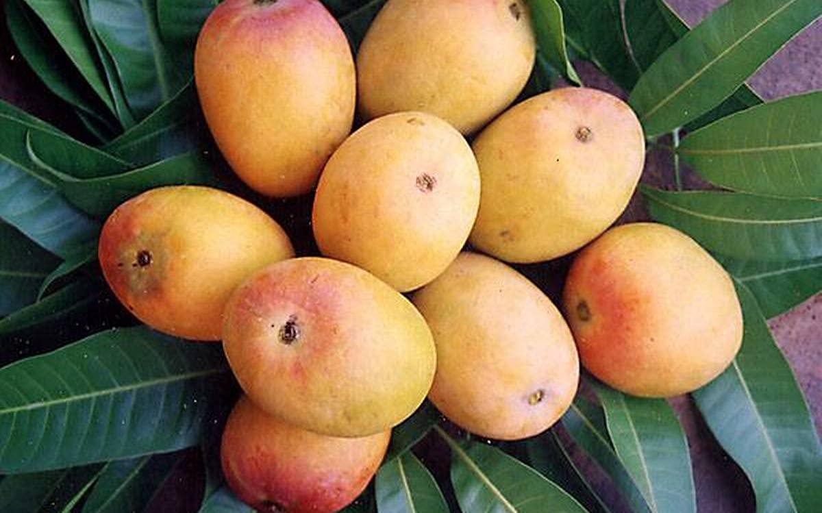 See full amazon price history chart for NurseryLive Rare " Imam Pasand " Mango Hybrid 1 Healthy Live Plant ( Grafted Plant- 2 Feet Height) NurseryLive Rare " Imam Pasand " Mango Hybrid 1 Healthy Live Plant ( Grafted Plant- 2 Feet Height) (B09JYNM3KN) Amazon Price History, Amazon Price Tracker
