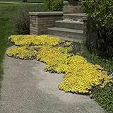 Couvre-sol à croissance rapide et polyvalent : le thym fluant jaune se propage rapidement et est parfait comme couvre-sol pour les jardins de rocaille, les plantes bordures, les clôtures ou entre les pavés. Elle résiste à la circulation facile des pieds et attire les insectes utiles tels que les abeilles, idéale pour un aménagement de jardin proche de la nature.