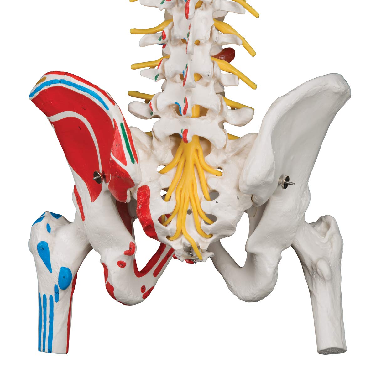 3B Scientific VH409 Encéfalo Gigante, 2,5 Veces el Tamaño Natural, desmontable En 14 Piezas + App de anatomía gratuita - 3B Smart Anatomy