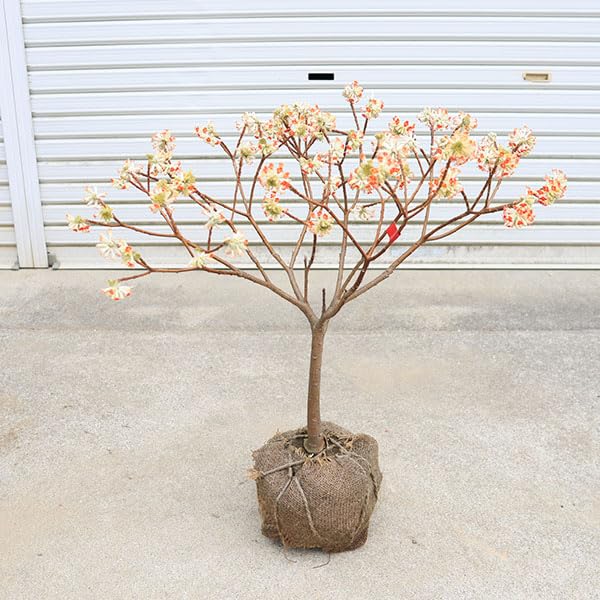 特大の極上株 紅花ミツマタ ミツマタ 564 樹高80cm位 希少 赤花 特大の極上株 紅花ミツマタ ミツマタ 564 樹高80cm位 希少 赤花