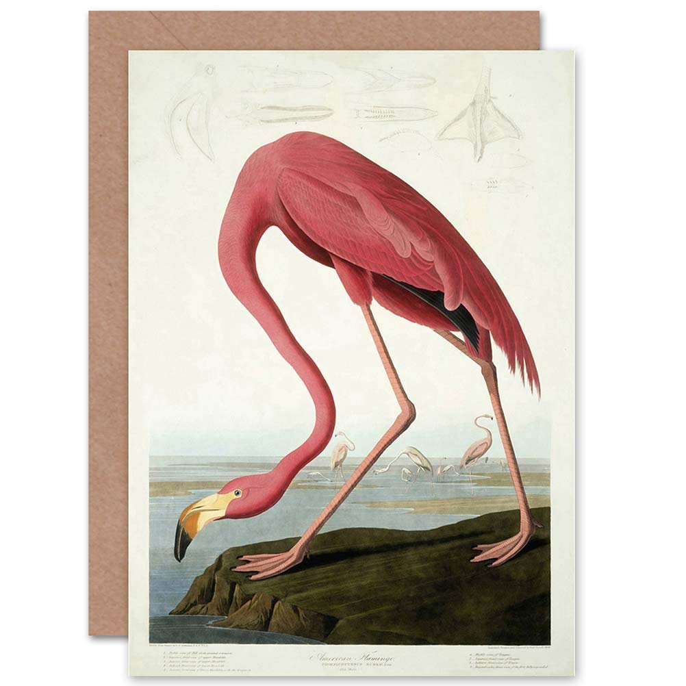 Wee Blue Coo Blue Wee Coo Havell Audubon American American Flamingo Zoology Sealed Greeting Card Plus Envelope Blank Inside