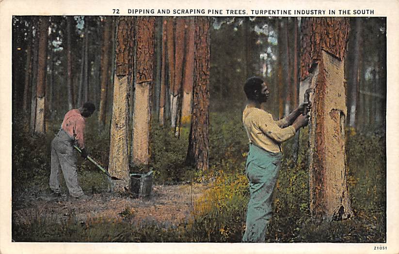 Dipping and Scraping Pine Trees Turpentine Industry Postcard