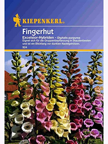 Fingerhut-Samen Kiepenkerl, Blumen-Saatgut Digitalis purpurea