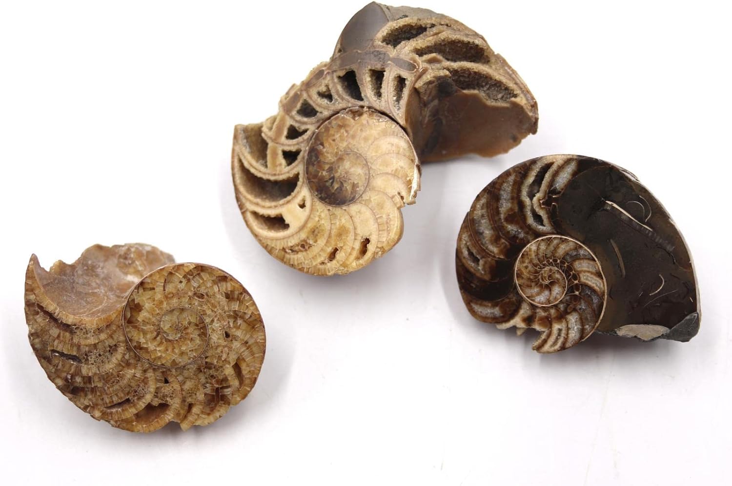 Eutrephoceras Lot of 3 Nautilus Fossil Late Cretaceous Montana #17543