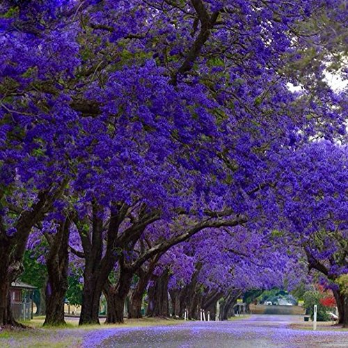 Rare Jacaranda Mimosifolia Tree Seeds Bonsai Tree Jacaranda Flower