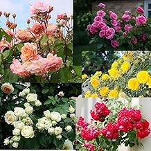 Climbing Rose Seeds Mixed Colour | 90+ All Season Japanese Hybrid Everbloom Flower Plant for Home Garden | White Red Pink Yellow Original Imported Seeds for Home Garden