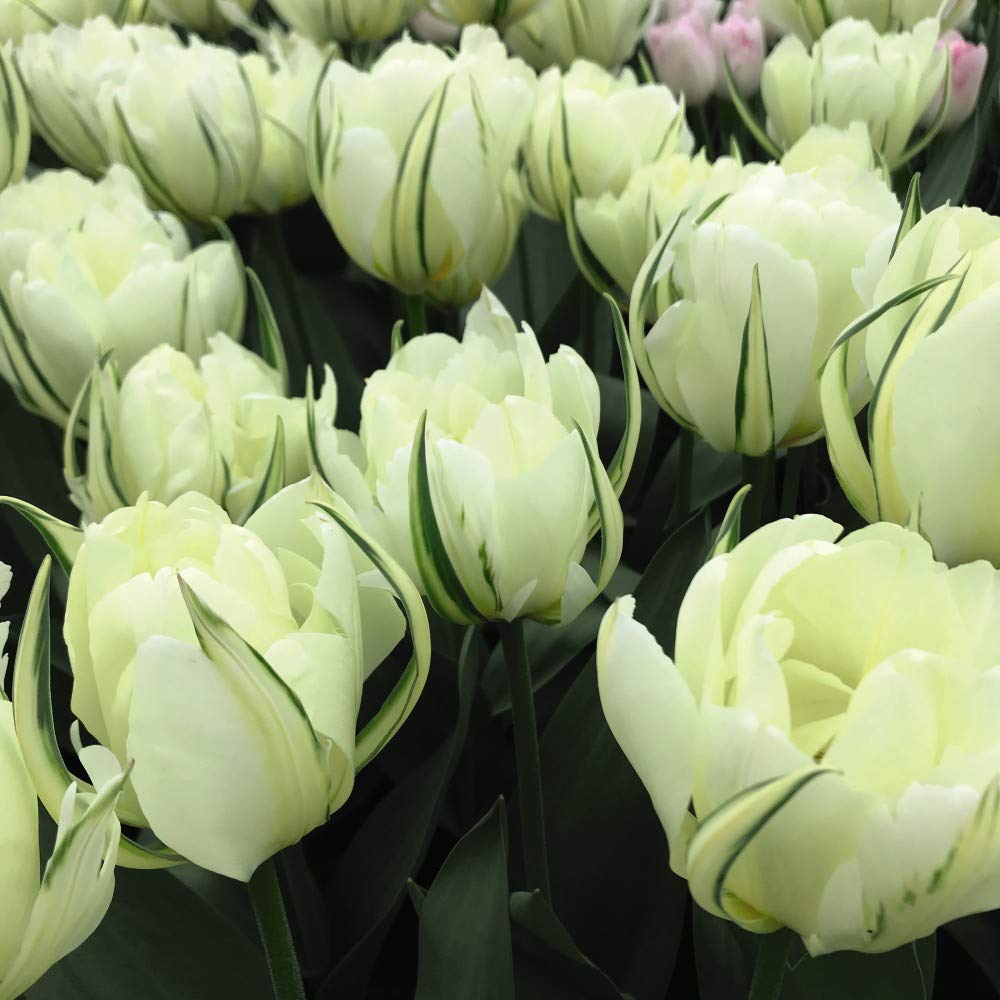 Tulip Bulbs, Spring Flowering, White Double Flowers, Gardens & Patios, Cut Flowers, Hardy Garden Bulbs, 8 x Tulip White Valley Bulbs by Thompson & Morgan