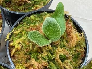 Amazon.co.jp: frog_yamato【willinckii OMG】ウィリンキー オー
