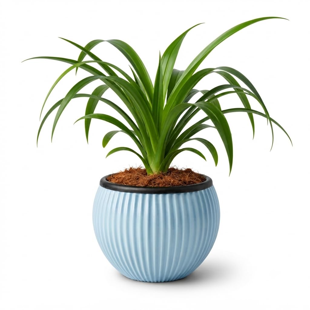 Live Spider Plant with Tree Bark Style Ceramic Pot | Air Purifying Indoor Plant | Low Maintenance Decorative Plant for Home, Office, Study Table & Balcony Decor-picture-11