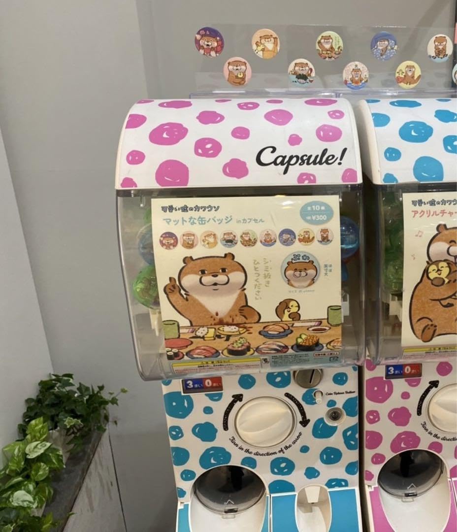 Amazon.co.jp: 可愛い嘘のカワウソ 缶バッジ 5点セット : おもちゃ
