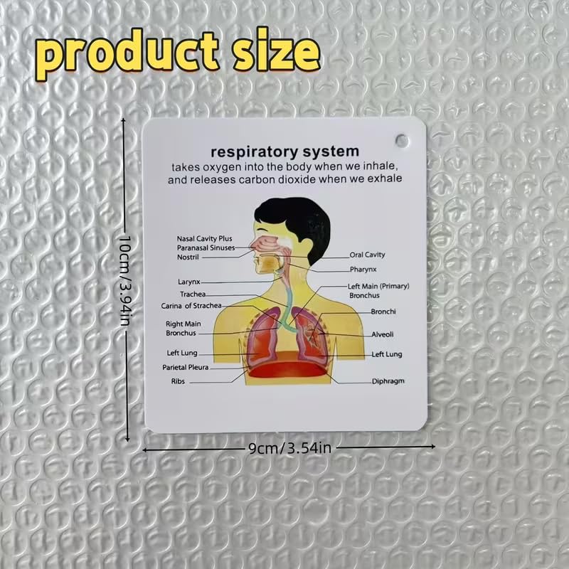 Human Body System Anatomy Flashcards