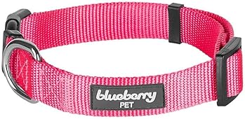 groupon personalized dog collar
