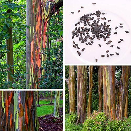 Amazon Aprettysunny 50pcsハワイアンレインボーユーカリ種子恐ろしいインテリアウッディー派手なトロピカルツリー 観葉植物 オンライン通販