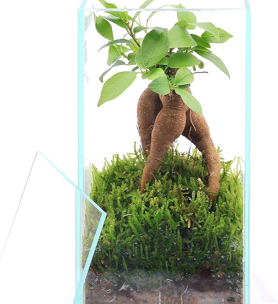 Amazon.co.jp: 【charm】（観葉植物）苔テラリウム ガジュマル ガラス