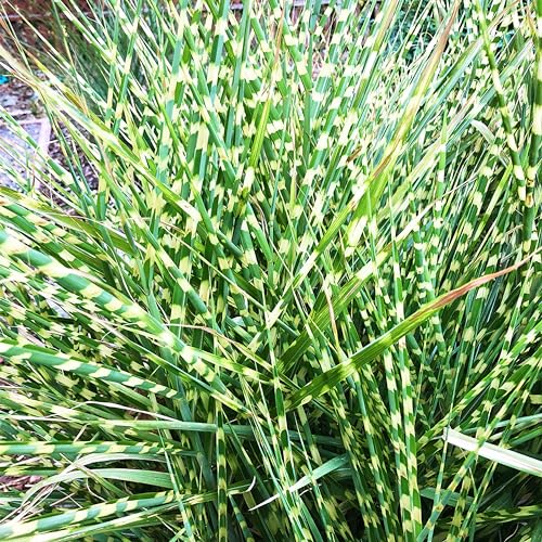 Bloomingbulb Ornamental Grass, Zebra Grass, Outdoor Planting, Decorative Garden, 3 Root Divisions,