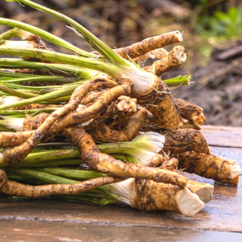Miniatura 6 de Raíces de rábano picante vivo de 14 onzas para plantar, se venden por peso, sin forma ni tamaño, verduras de rábano picante