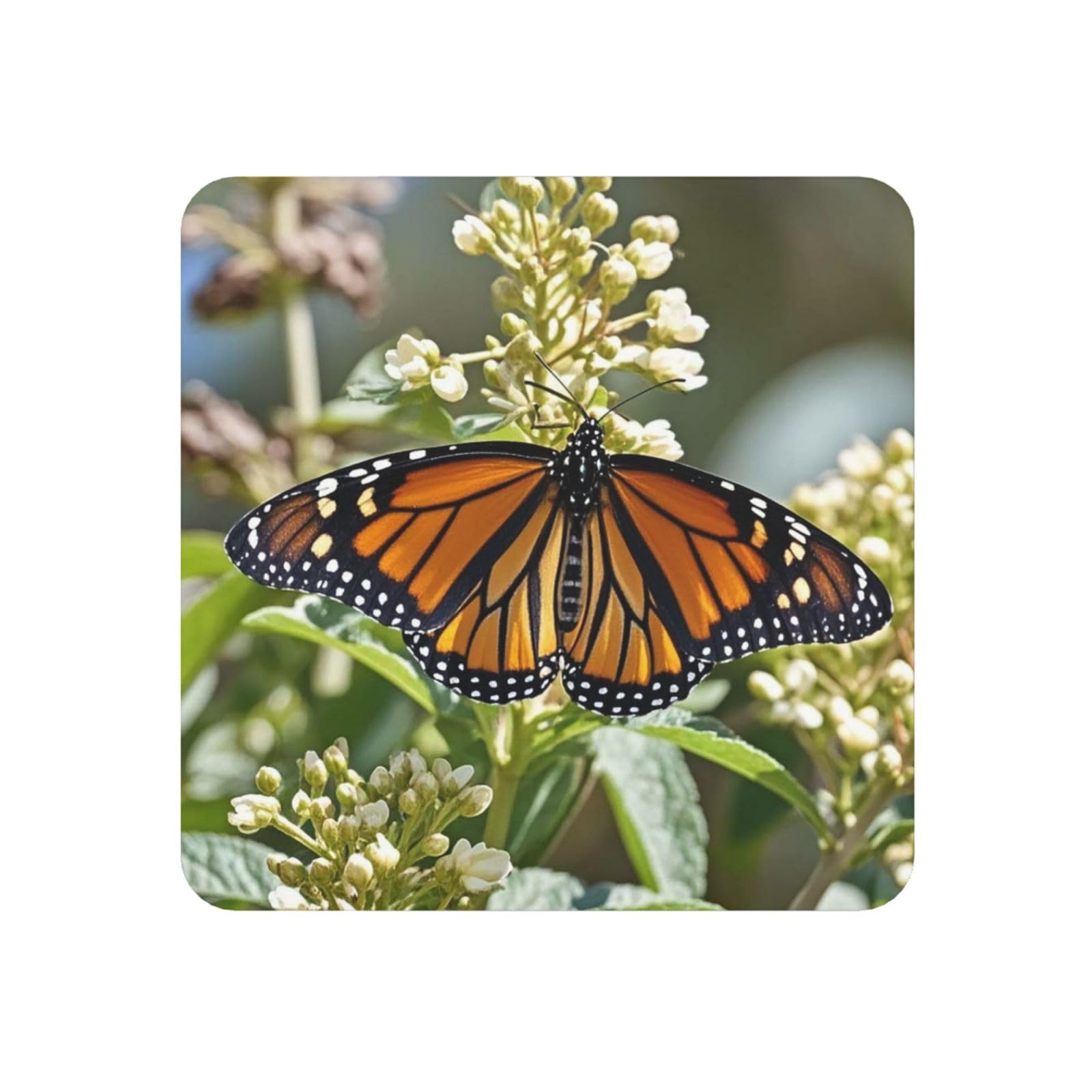Fridge Magnets Magnetic Refrigerator Magnets Strong Heavy Duty Sticker Decorative Magnet for Locker Monarch Butterflies Fridge Magnets for Kitchen