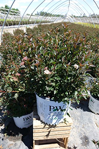 Proven Winners - Physocarpus Op. Tiny Wine (Ninebark) Shrub, Dark Foliage/ Dwarf , #3 - Size Container #TOP3