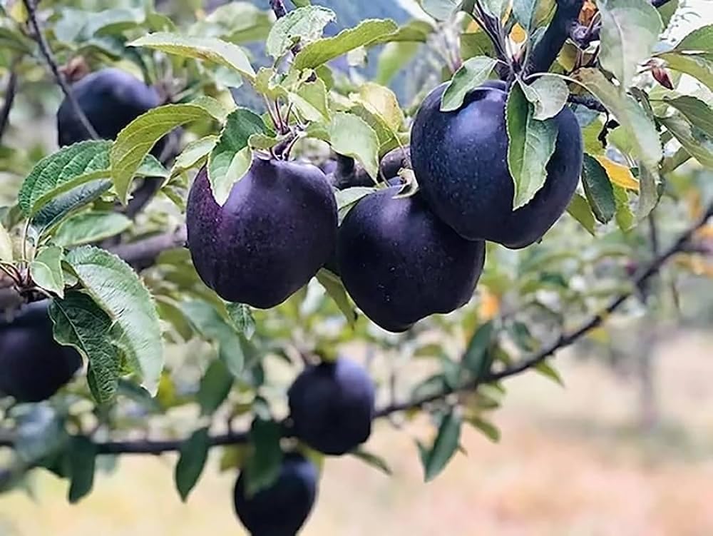 Black Apple hybrid Sweet & healthy grafted fruit plant pack of 1 