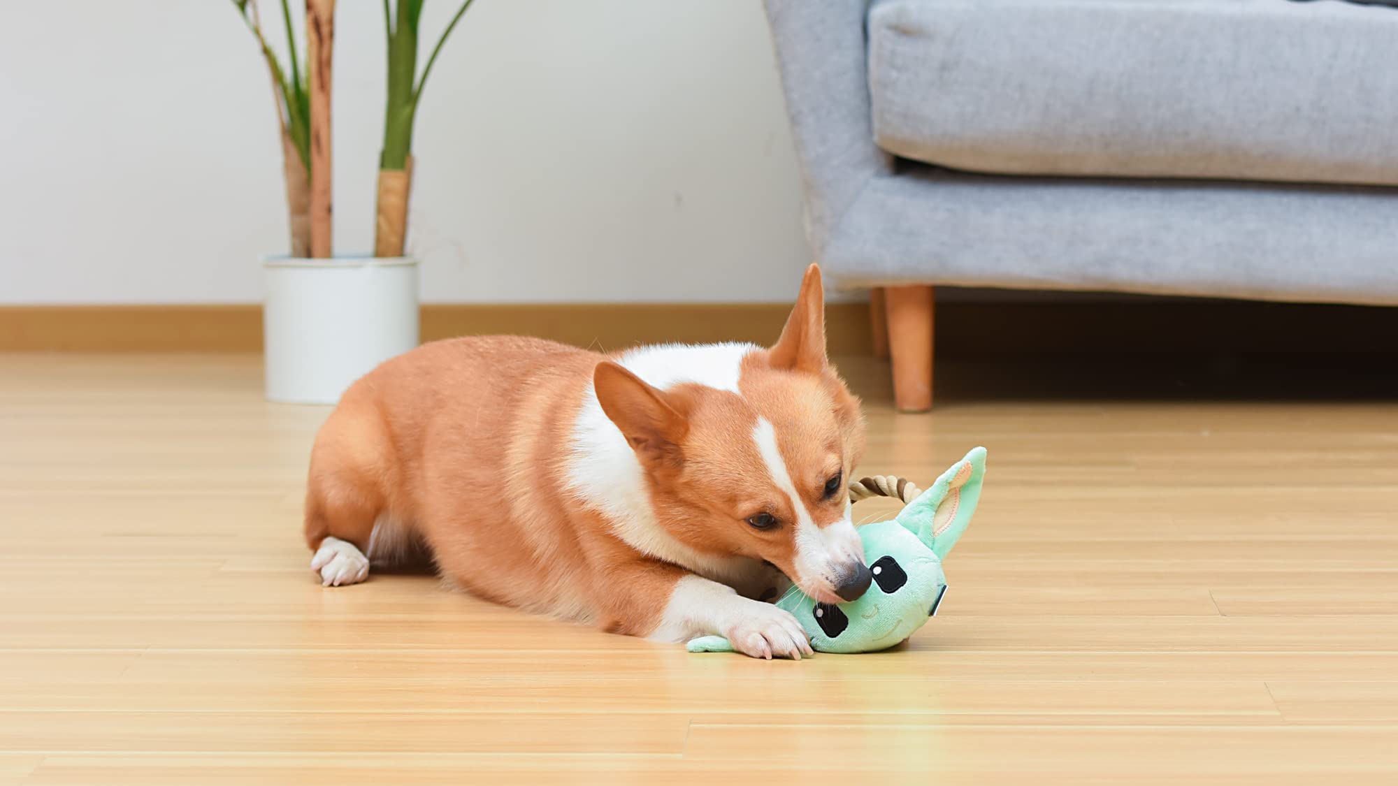 Star Wars For Pets GROGU Seilring mit Pl schkopf Hundespielzeug | GROGU Kauspielzeug f r Hunde | The Mandalorian Dog Toys, Dog Tug Toys, Tug of War Dog Chew Toys, 7 Zoll (FF19276)