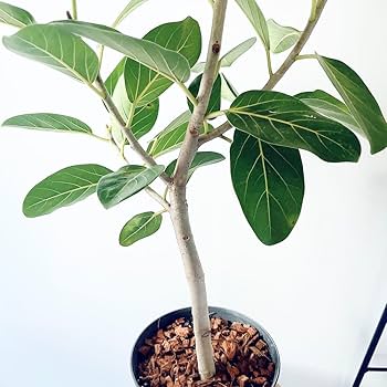 Amazon.co.jp: 《人気》フィカス ベンガレンシス 美しい曲がり Lサイズ Amazon.co.jp: 《人気》フィカス ベンガレンシス 美しい曲がり Lサイズ