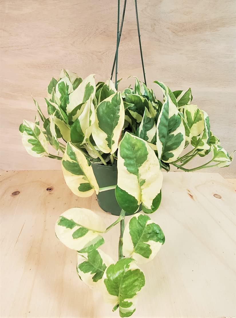 Pothos N’Joy - Epipremnum aureum - Live Plants, Indoor House Plants (6" Pot) by 3exoticgreen
