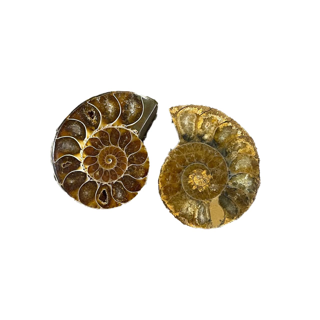 Ammonite Fossilized Stone