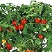 AeroGarden Mega Cherry Tomato Seed Pod Kit (7 pod)