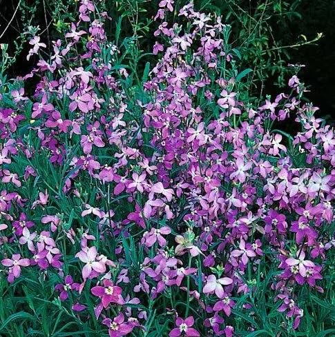 1 Pack of 200 SEEEDS Night Scented Stock MATHIOLA - Mathiola Bicornis (Maciejka)