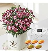 Amazon | 母の日ギフト カーネーション 特選 ピンク 鉢植え 5号