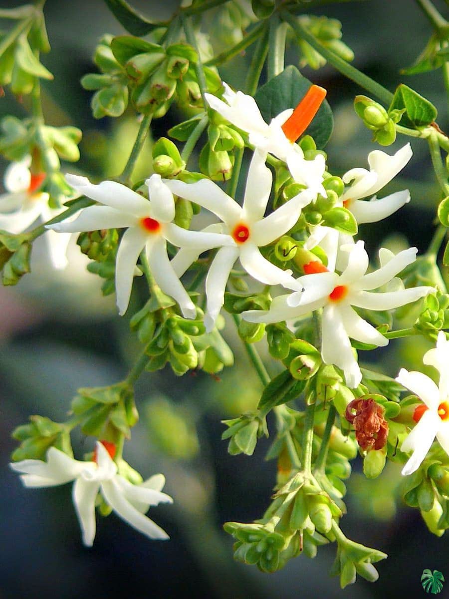HariGuru Shiuli Flower Plant (HYBRID) (B0CKS1H7W2) Amazon Price History, Amazon Price Tracker