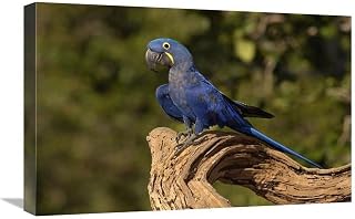 16 x 24 in. Hyacinth Macaw Portrait, Cerrado Habitat, Brazil Art Print - Pete Oxford