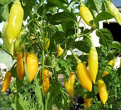 AJI CITO PEPPER (C. baccatum) .Not to be confused with the Regular Habaneros (50 Seeds)