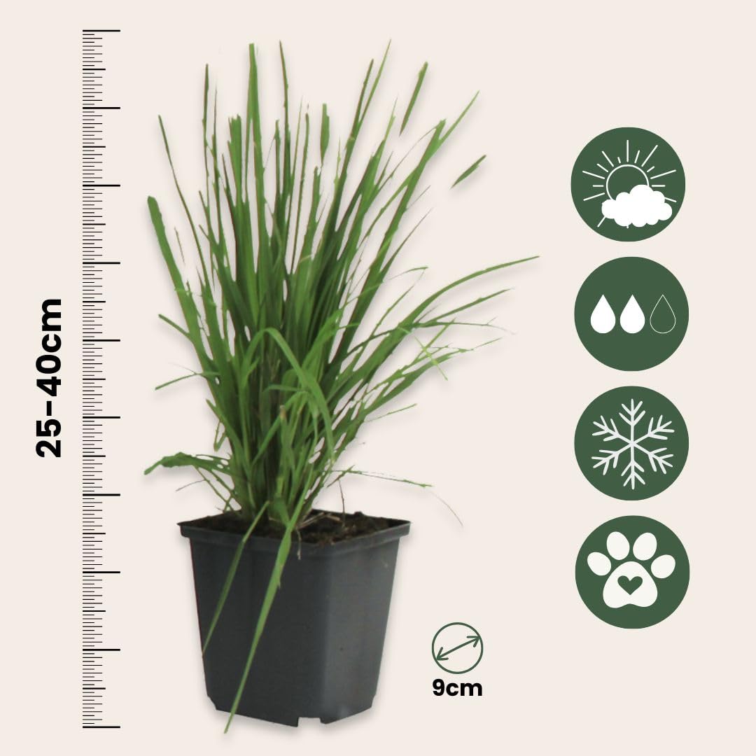 Plant in a Box - Erba pampa rosa - Set di 3 - Cortaderia Selloana - Vaso 9cm - Altezza 25-40cm