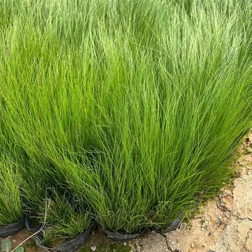 Semillas perennes resistentes al invierno de hierba de plumas, Las plantas de jardín de rocas son resistentes. Stipa tenuissima - Plantas resistentes para el jardín. Plantas 100pcs