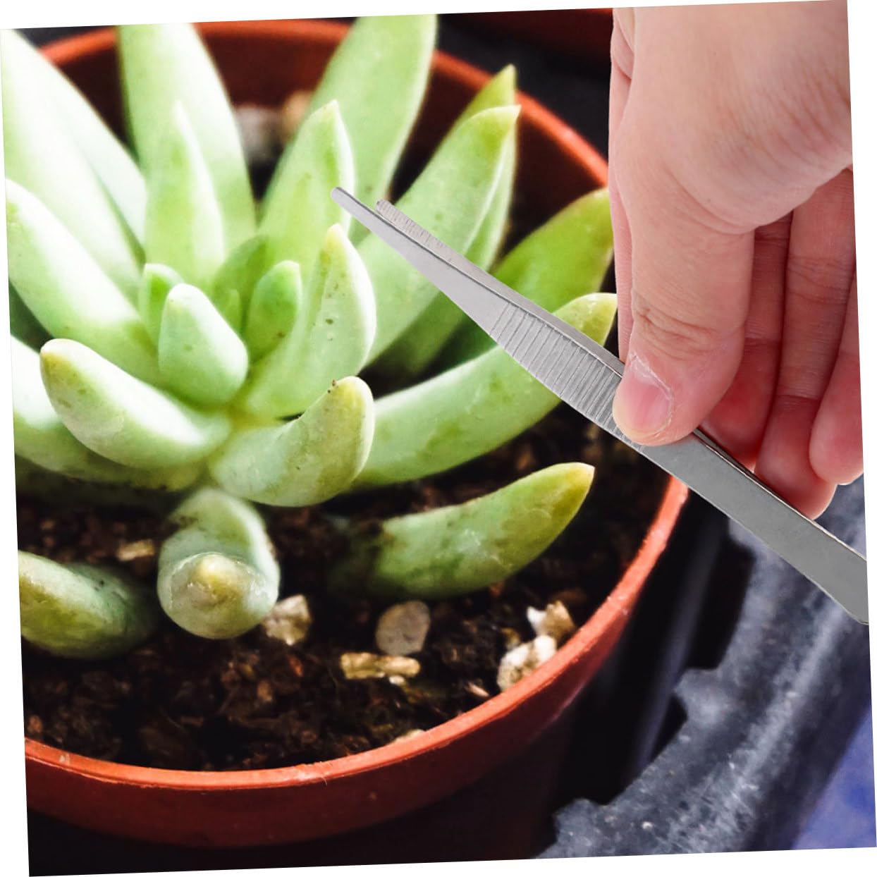 Toddmomy 10stücke Gartenpinzetten Mit Komfortablem Griff Edelstahl-pinzette Für Bonsai Pflanzenpflege Und Naturerkundung Für Gartenarbeiten Umpflanzen Von Pflanzen