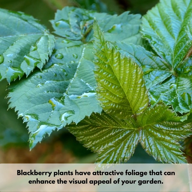 Amazon.com : BlackBerry Plants Freedom-Ark (4 Pack) Live for Sale